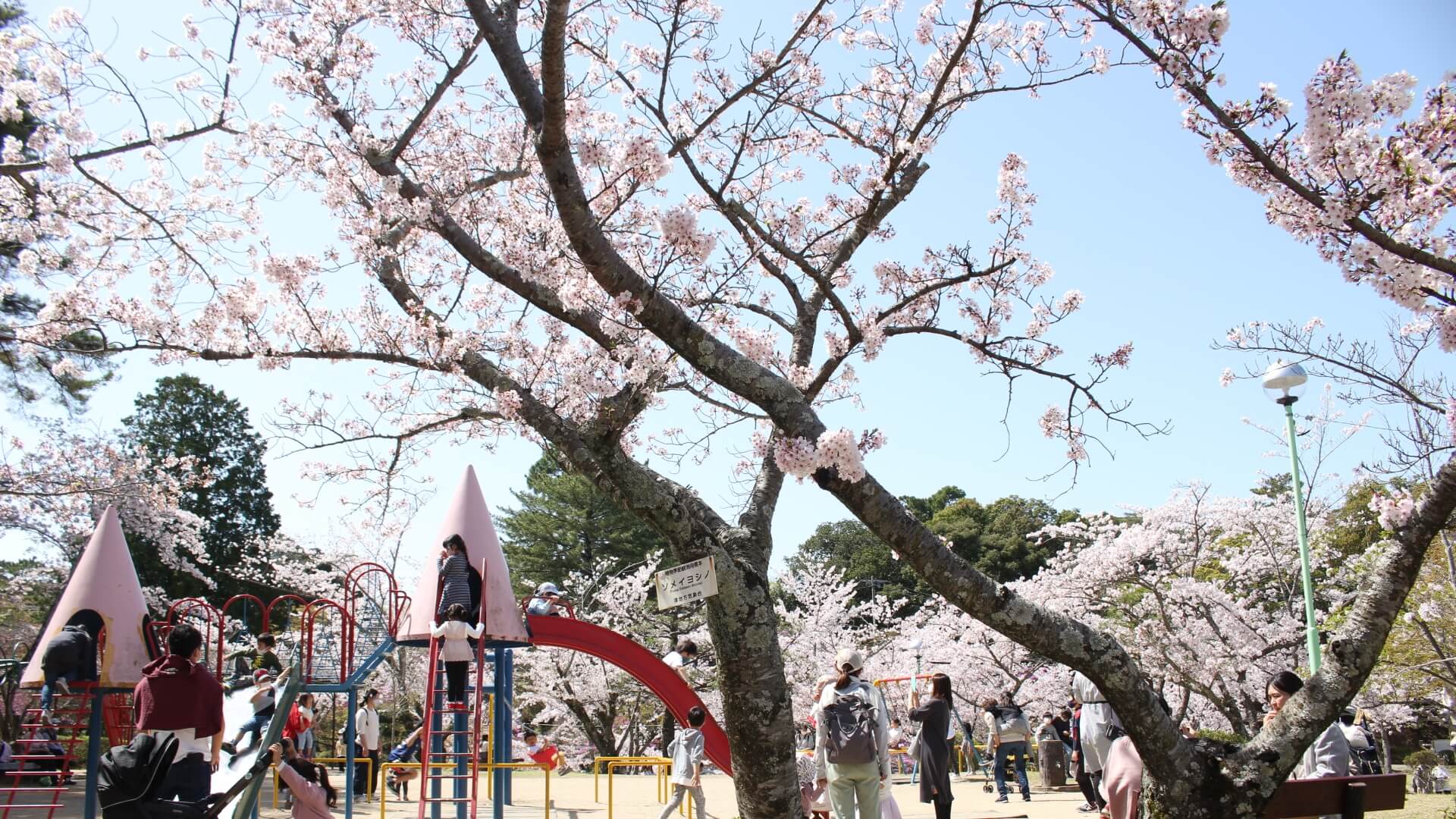 津偕楽公園の桜と遊具で遊ぶ子どもの様子