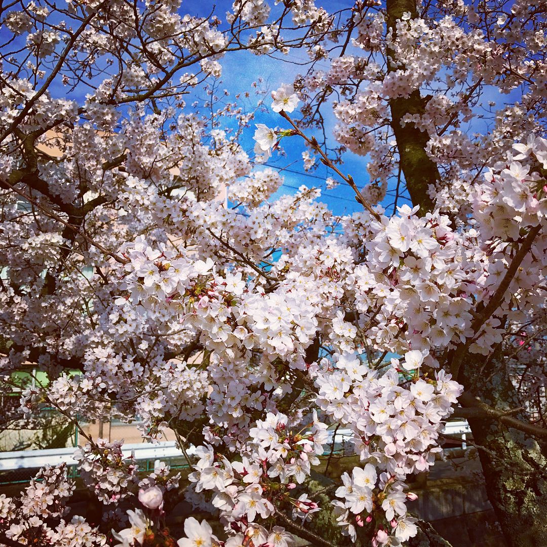 十四川の桜