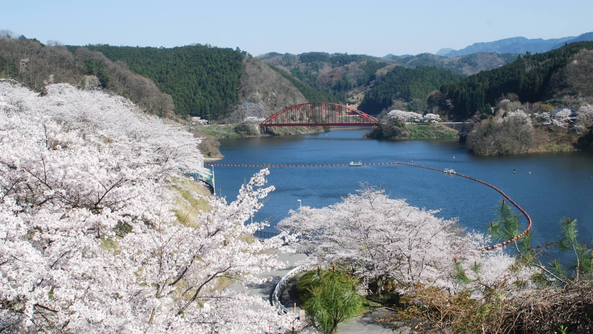 青蓮寺湖の桜が咲く様子