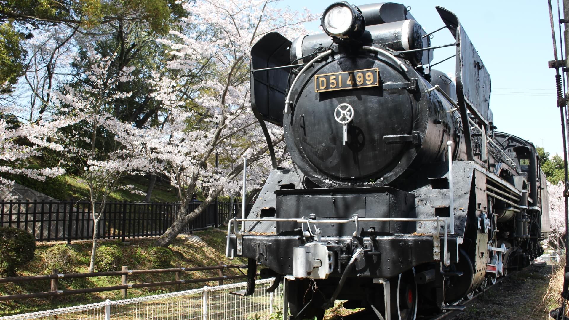津偕楽公園の桜と蒸気機関車