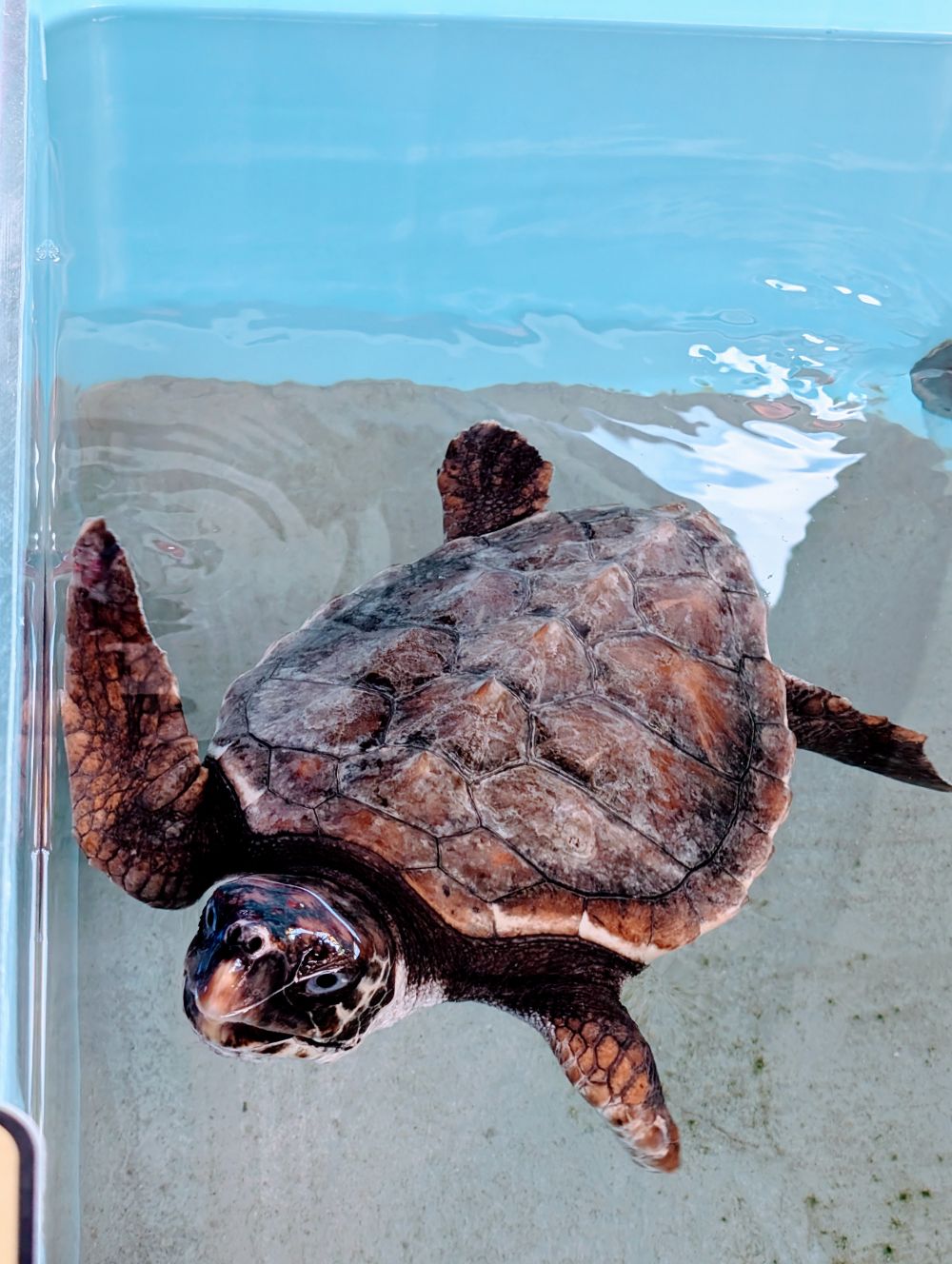 ウミガメに会いに行こう!新鮮な海鮮を味わうツアーin紀宝・尾鷲